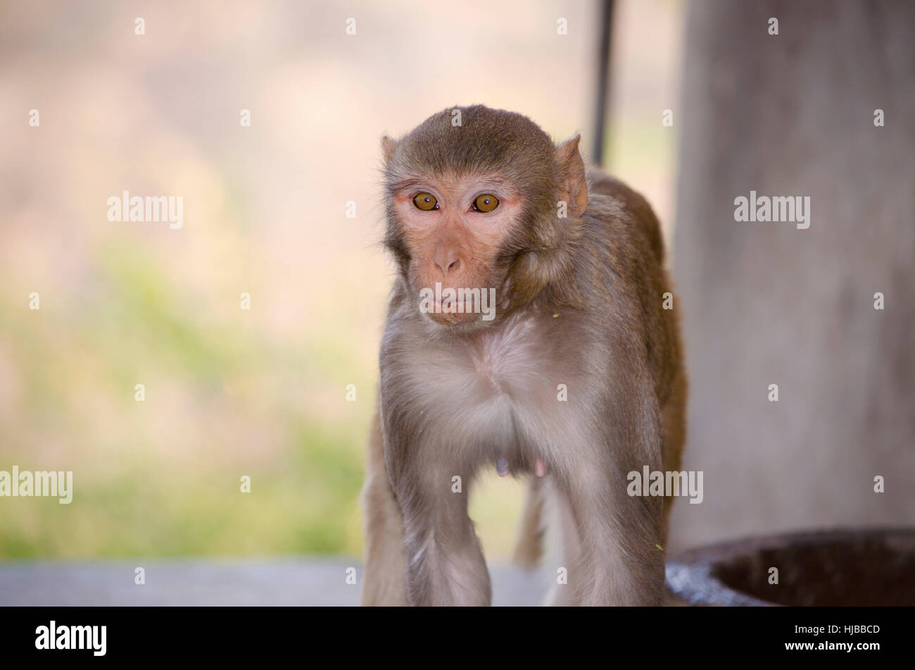 The wild animal a monkey a macaque in India, animal,wild,a monkey,a ...