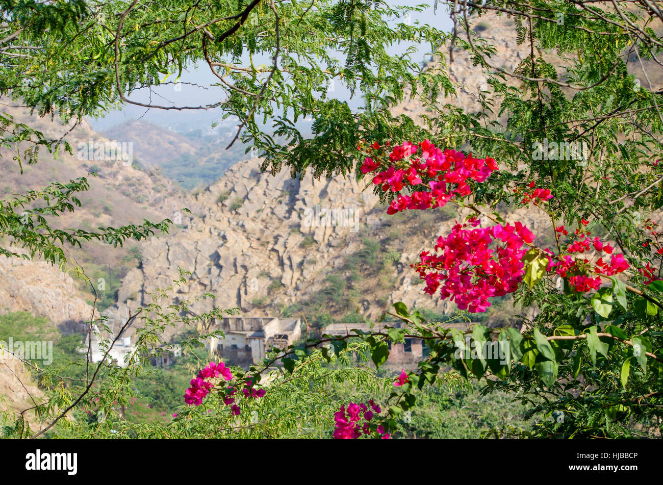 beautiful landscape tropical flowers against the background of mountains, flowers,the nature,mountains,a plant,tropics,red,flora Stock Photo