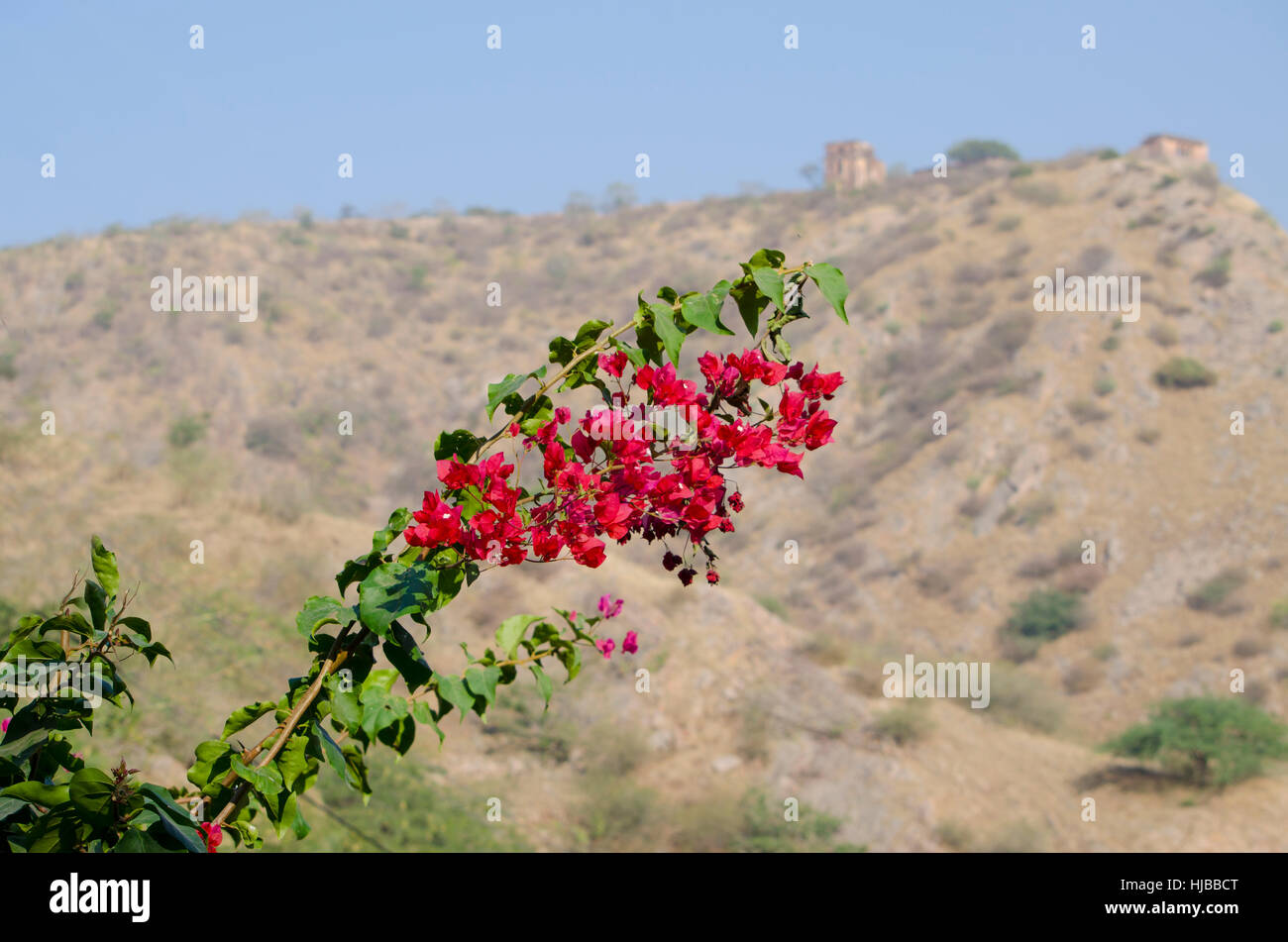 beautiful landscape tropical flowers against the background of mountains, flowers,the nature,mountains,a plant,tropics,red Stock Photo