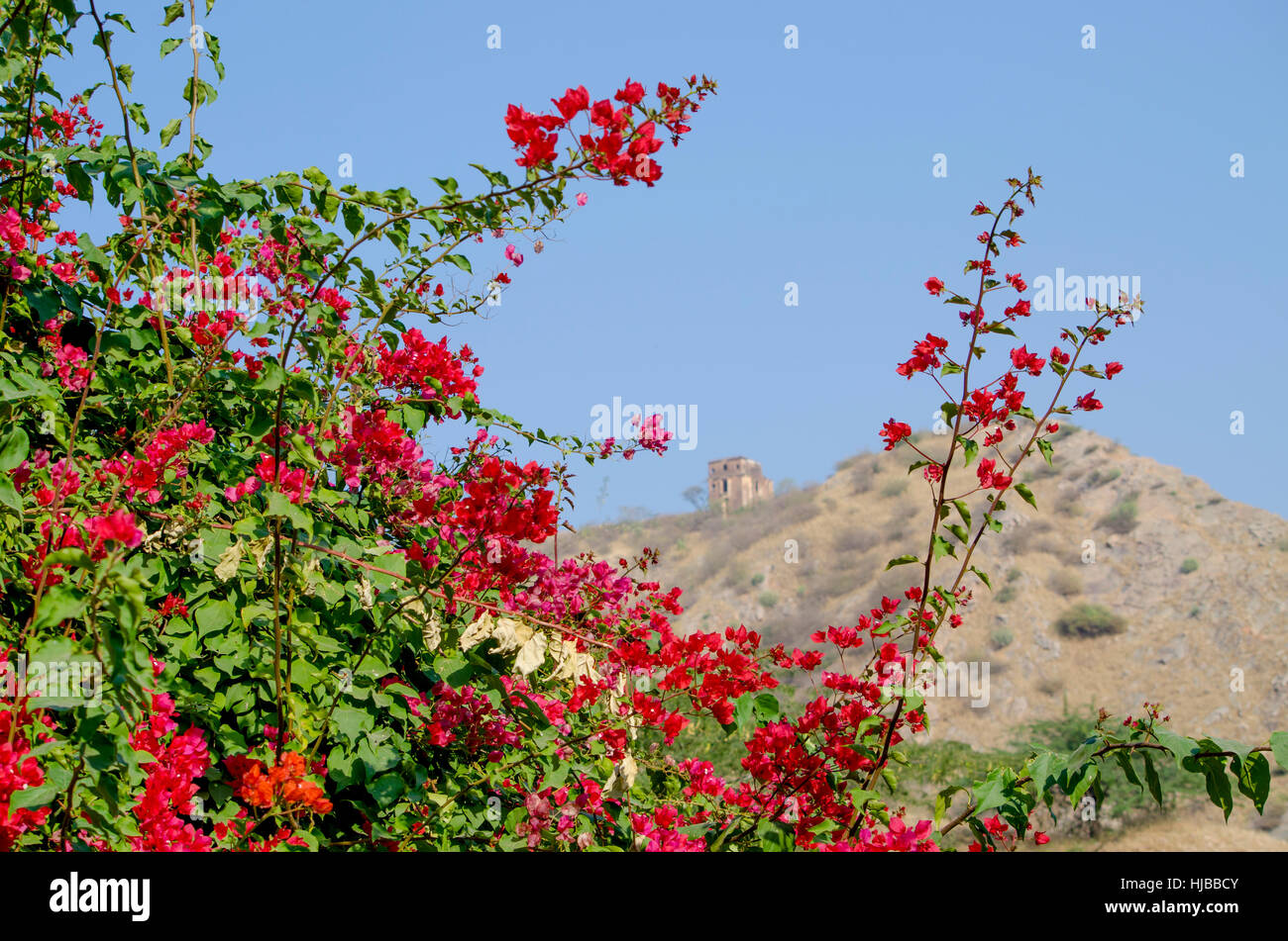 beautiful landscape tropical flowers against the background of mountains, flowers,the nature,mountains,a plant,tropics,red Stock Photo