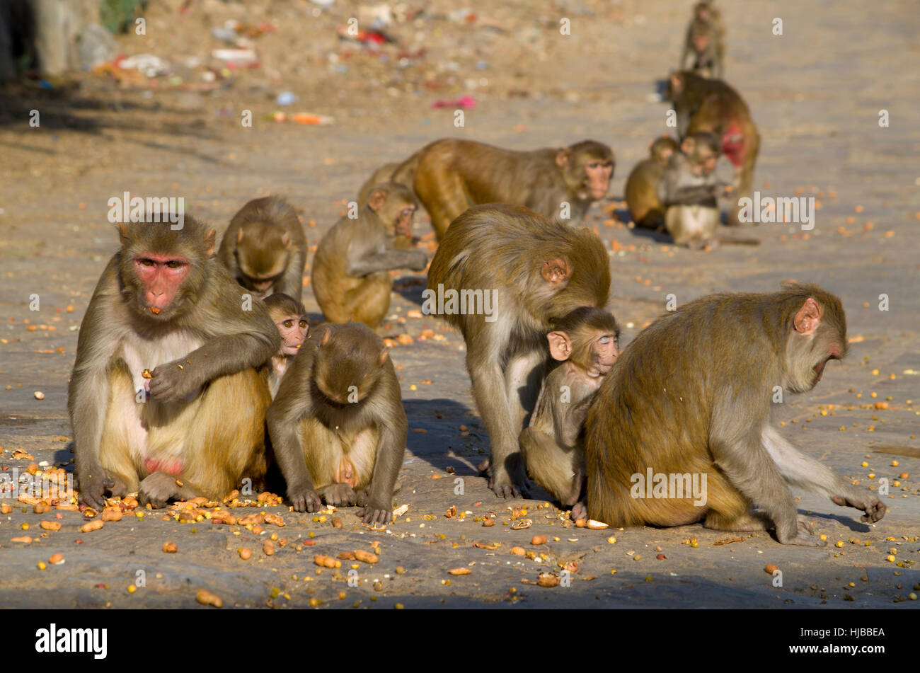 The wild animal a monkey a macaque in India, animal,wild,a monkey,a ...