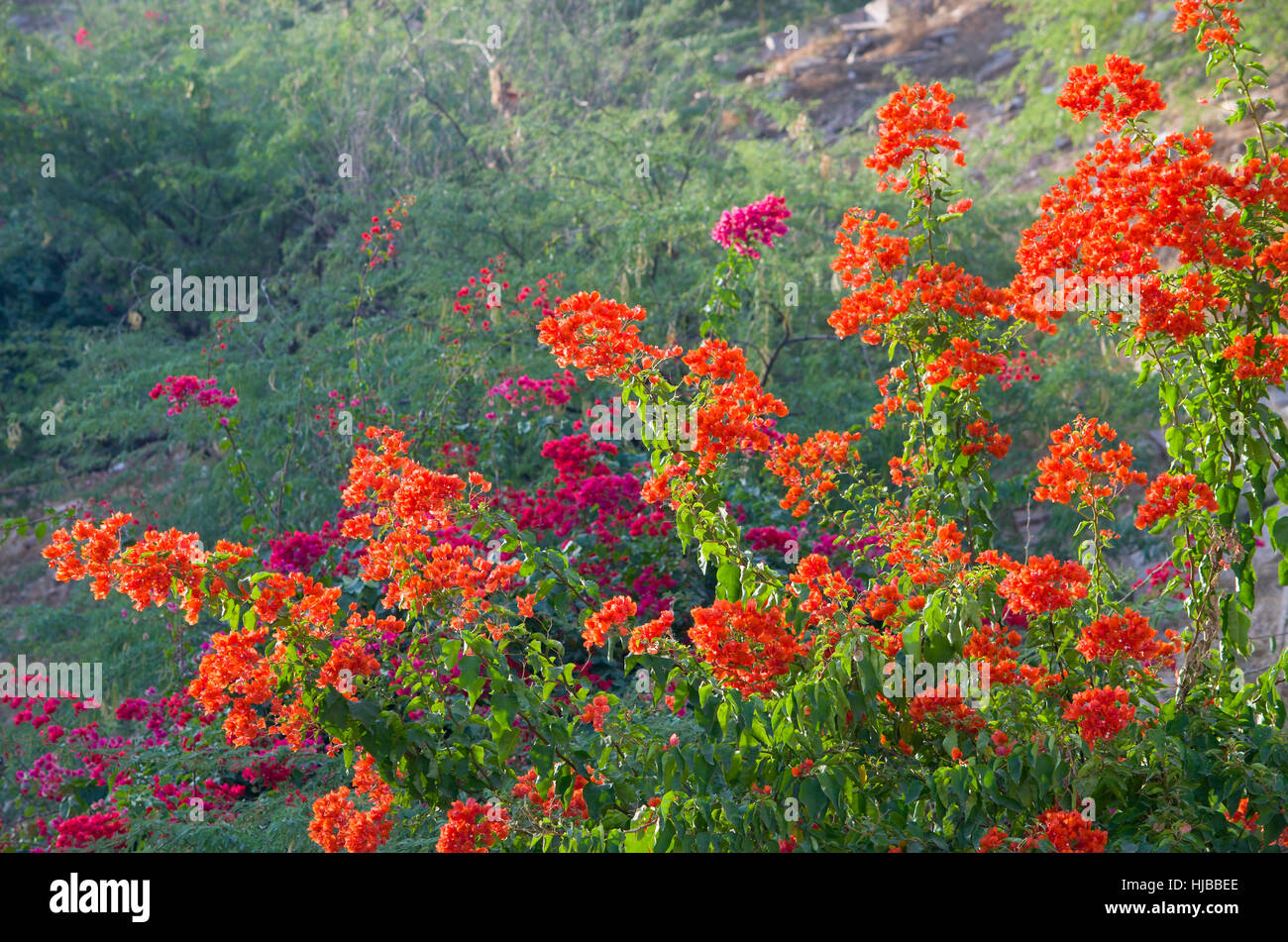 beauul landscape tropical flowers against Stock Photo