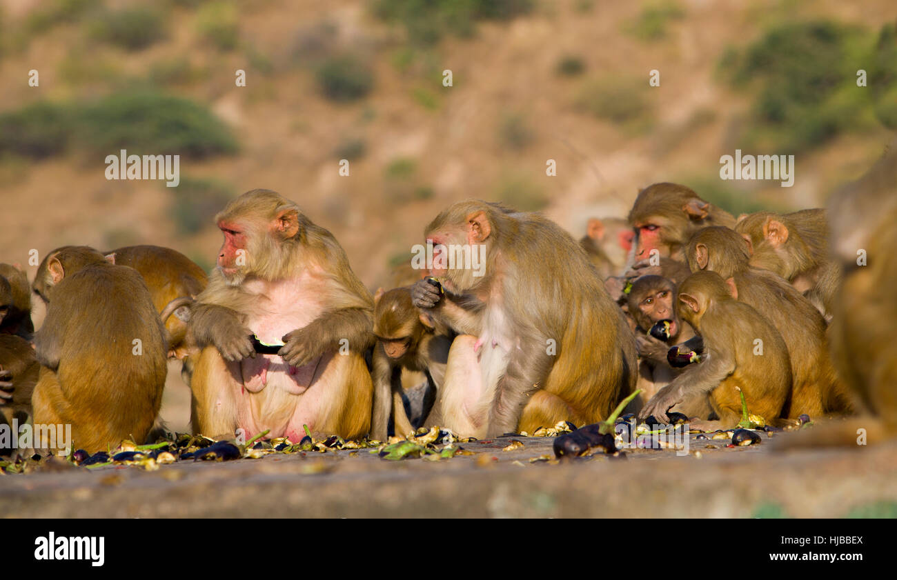 The wild animal a monkey a macaque in India, animal,wild,a monkey,a ...