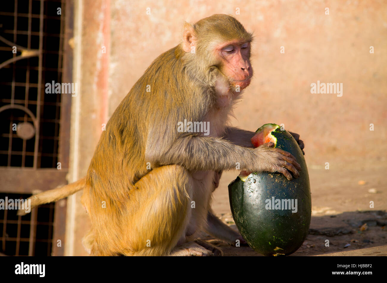 The wild animal a monkey a macaque in India, animal,wild,a monkey,a ...