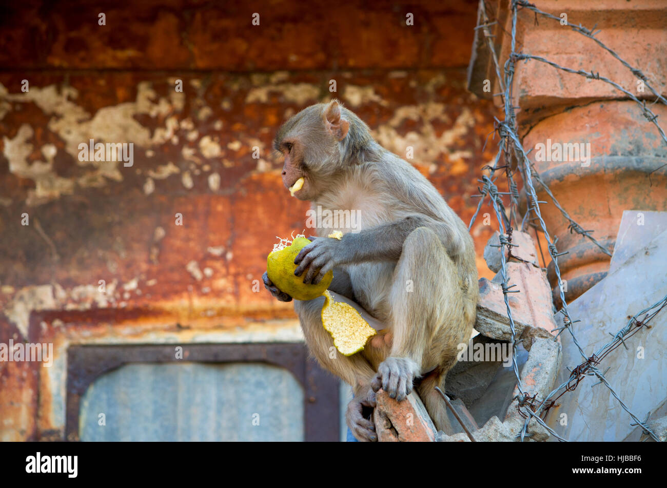 The wild animal a monkey a macaque in India, animal,wild,a monkey,a ...