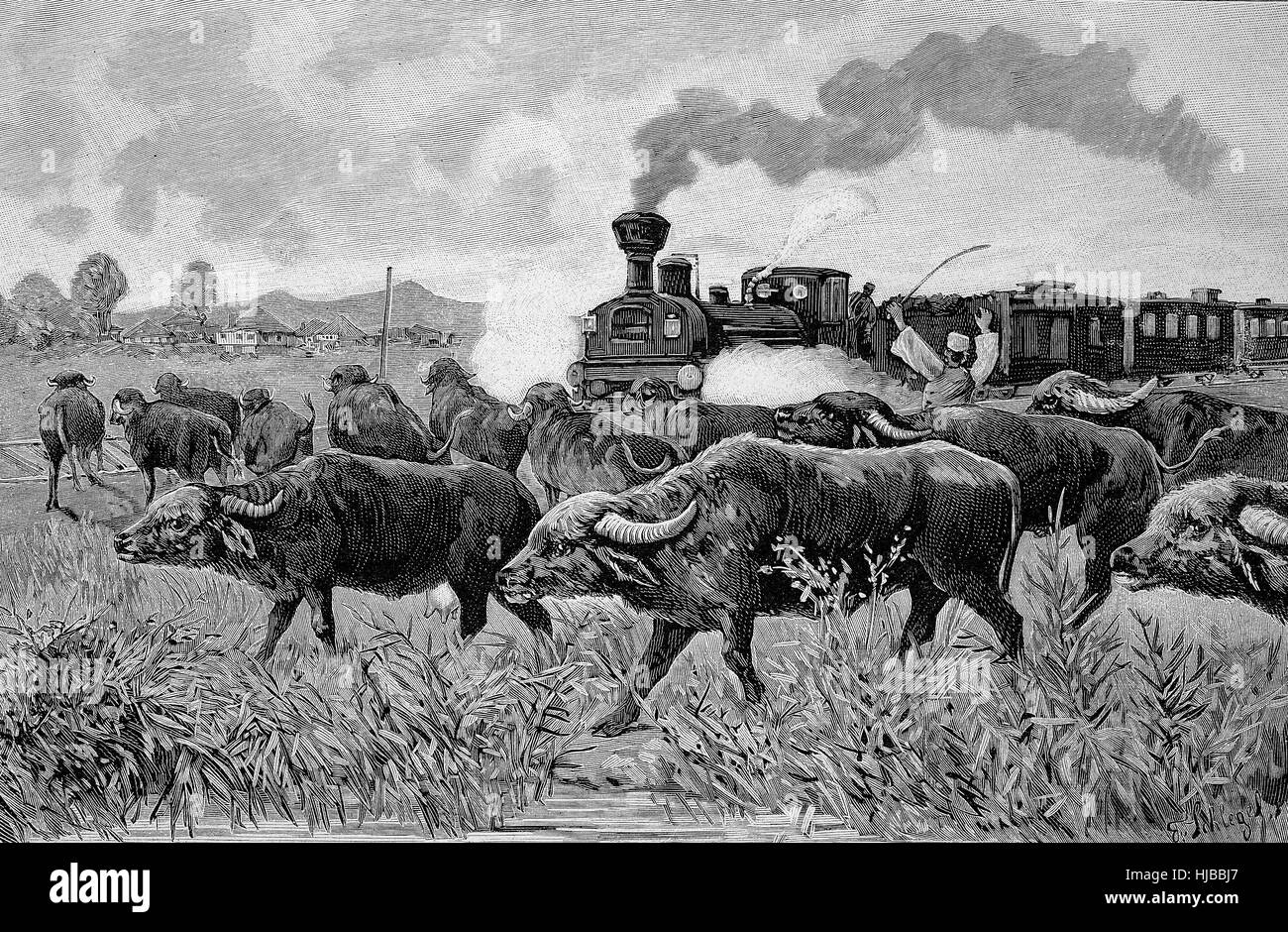 The Orient Express was stopped by a Buffalo herd, historical image or illustration from the year 1894, digital improved Stock Photo