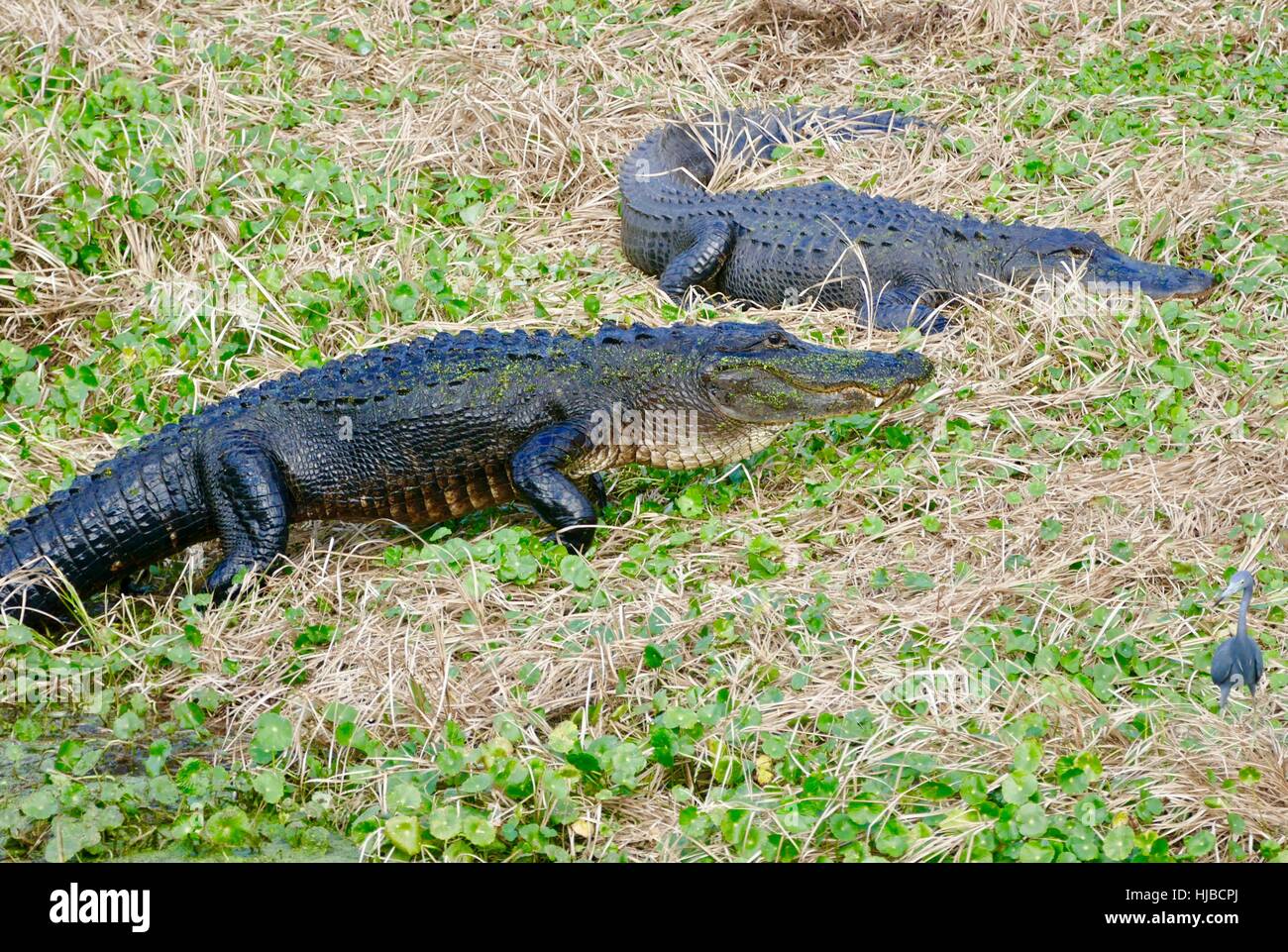 Prehistoric alligator hi-res stock photography and images - Alamy