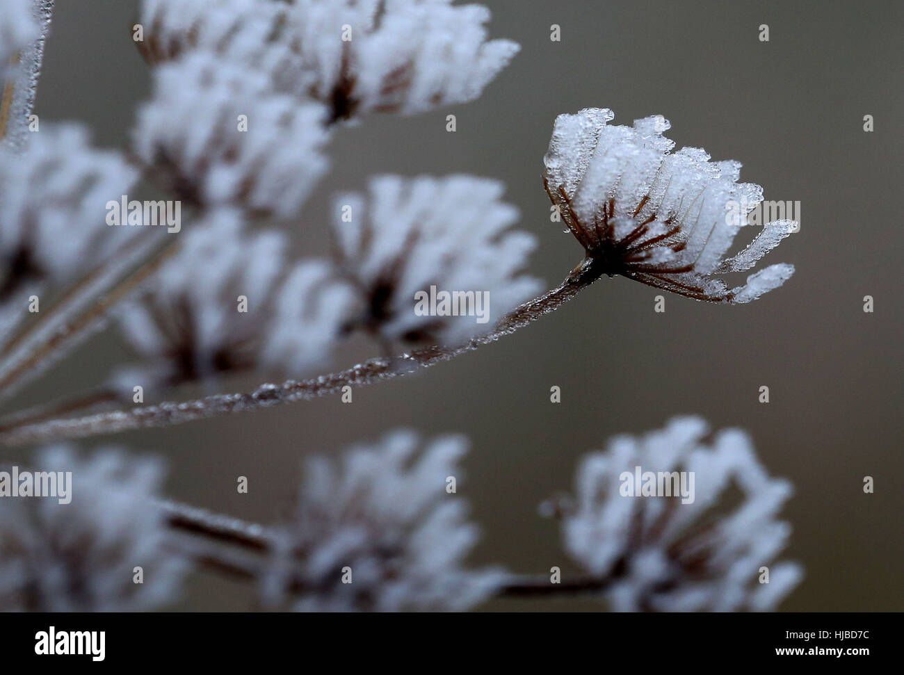 Plants covered with frost hi-res stock photography and images - Alamy