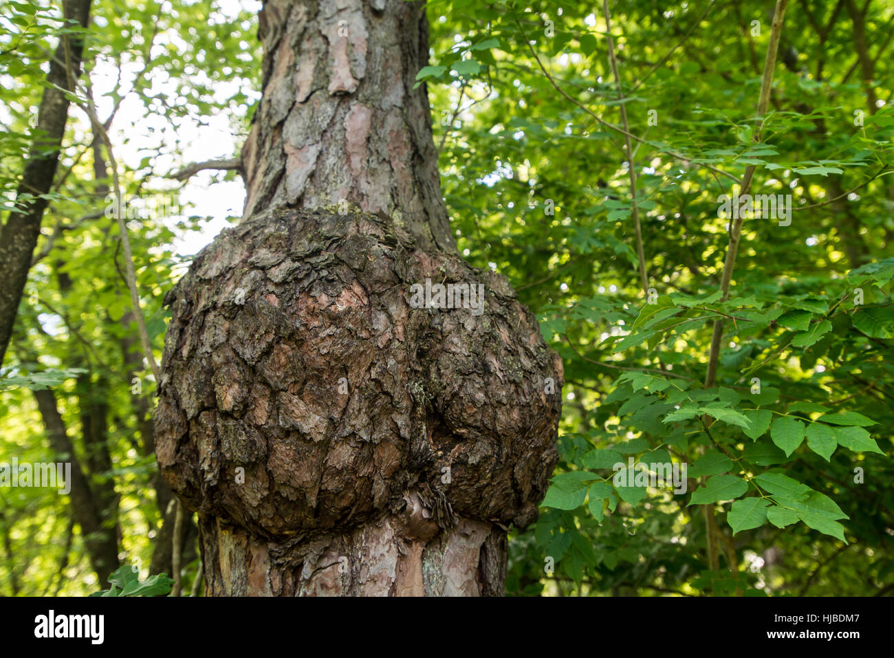 Tree cancer hires stock photography and images Alamy