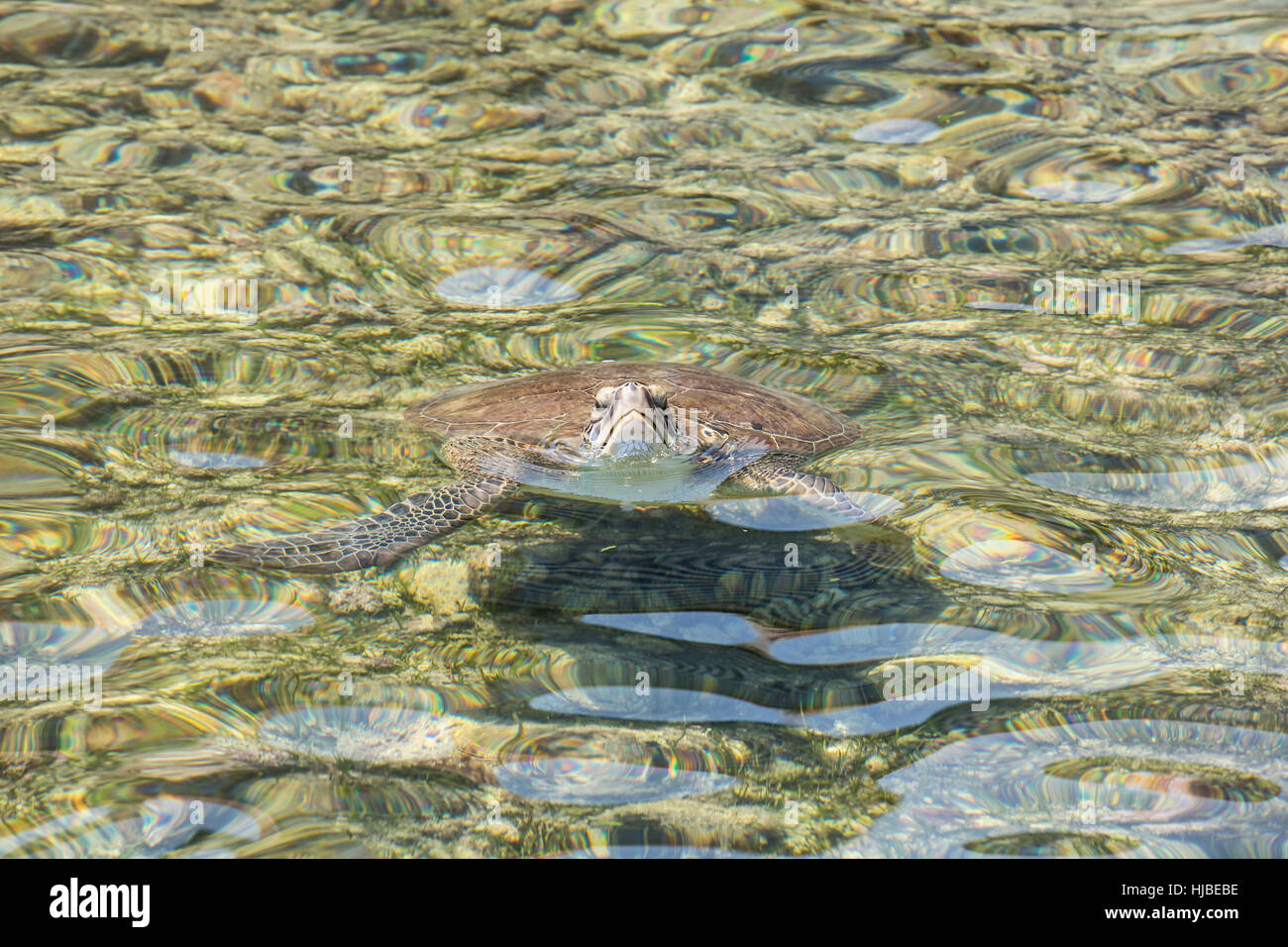 Loggerhead Sea Turtle in Mediterranean sea near Kalekoy, Kas, Antalya, Turkey Stock Photo