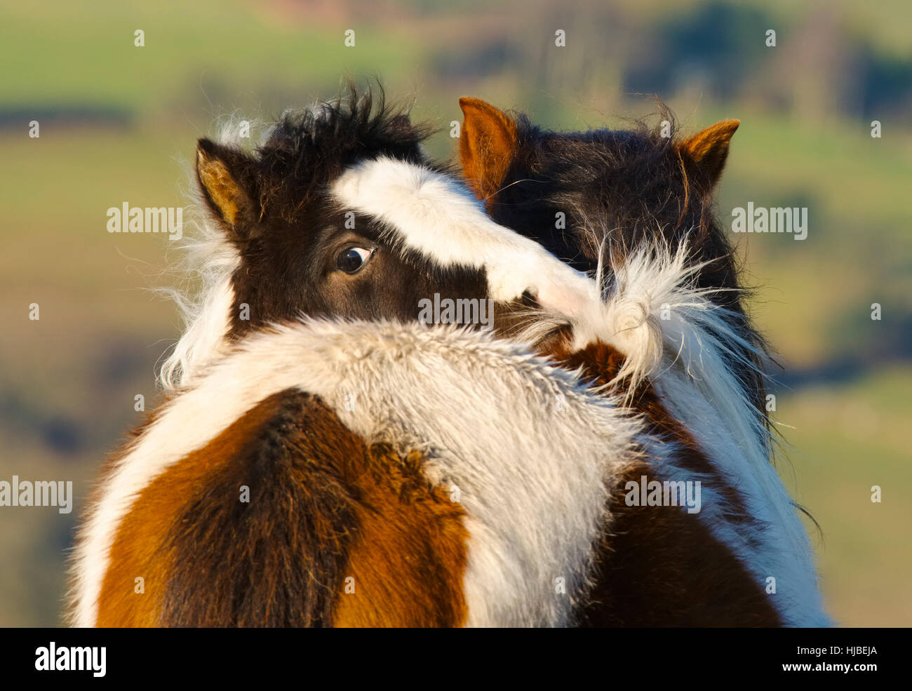 Two wild animals hi-res stock photography and images - Alamy