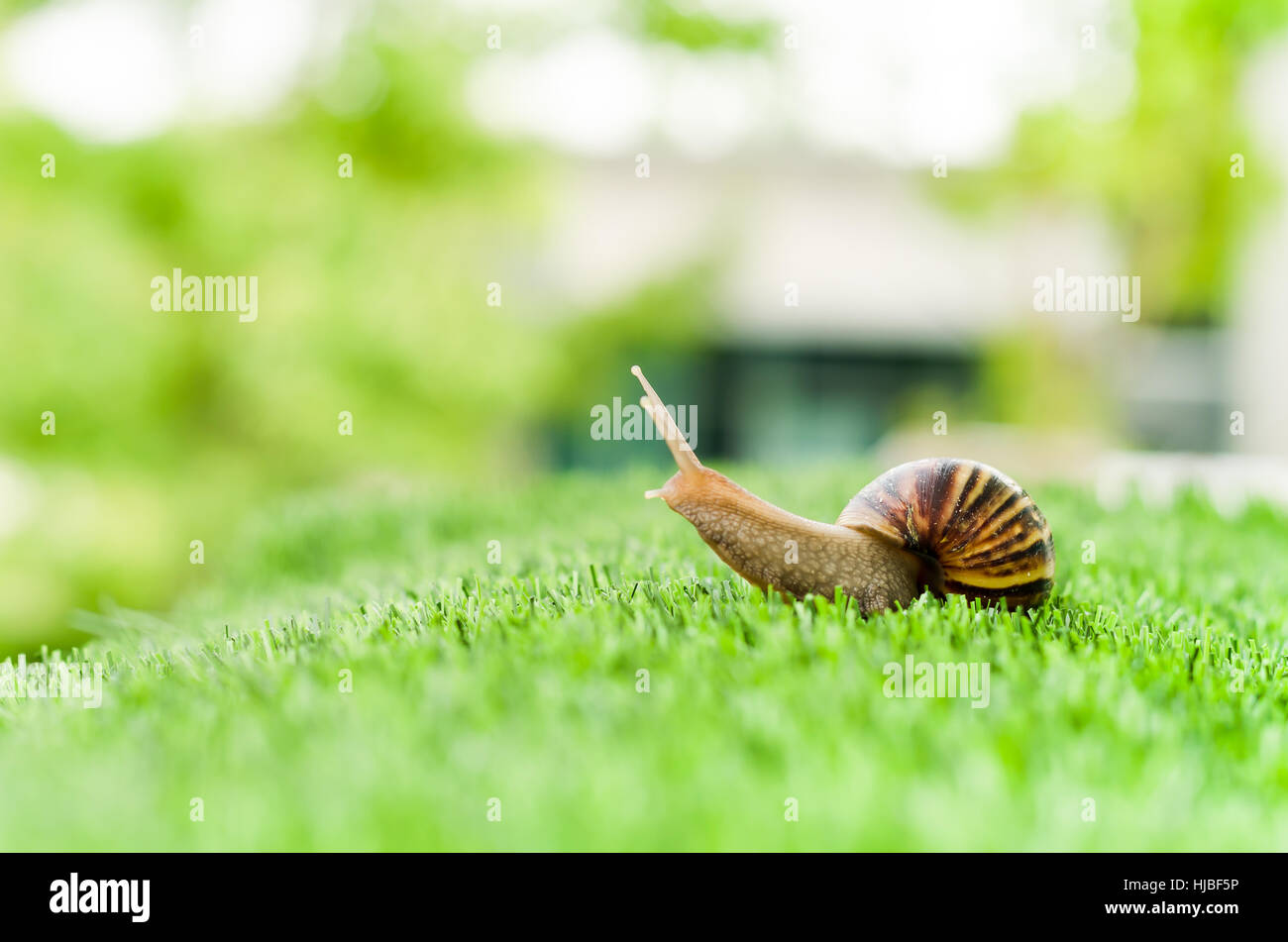 A Snail crawling on green grass in the garden Stock Photo - Alamy