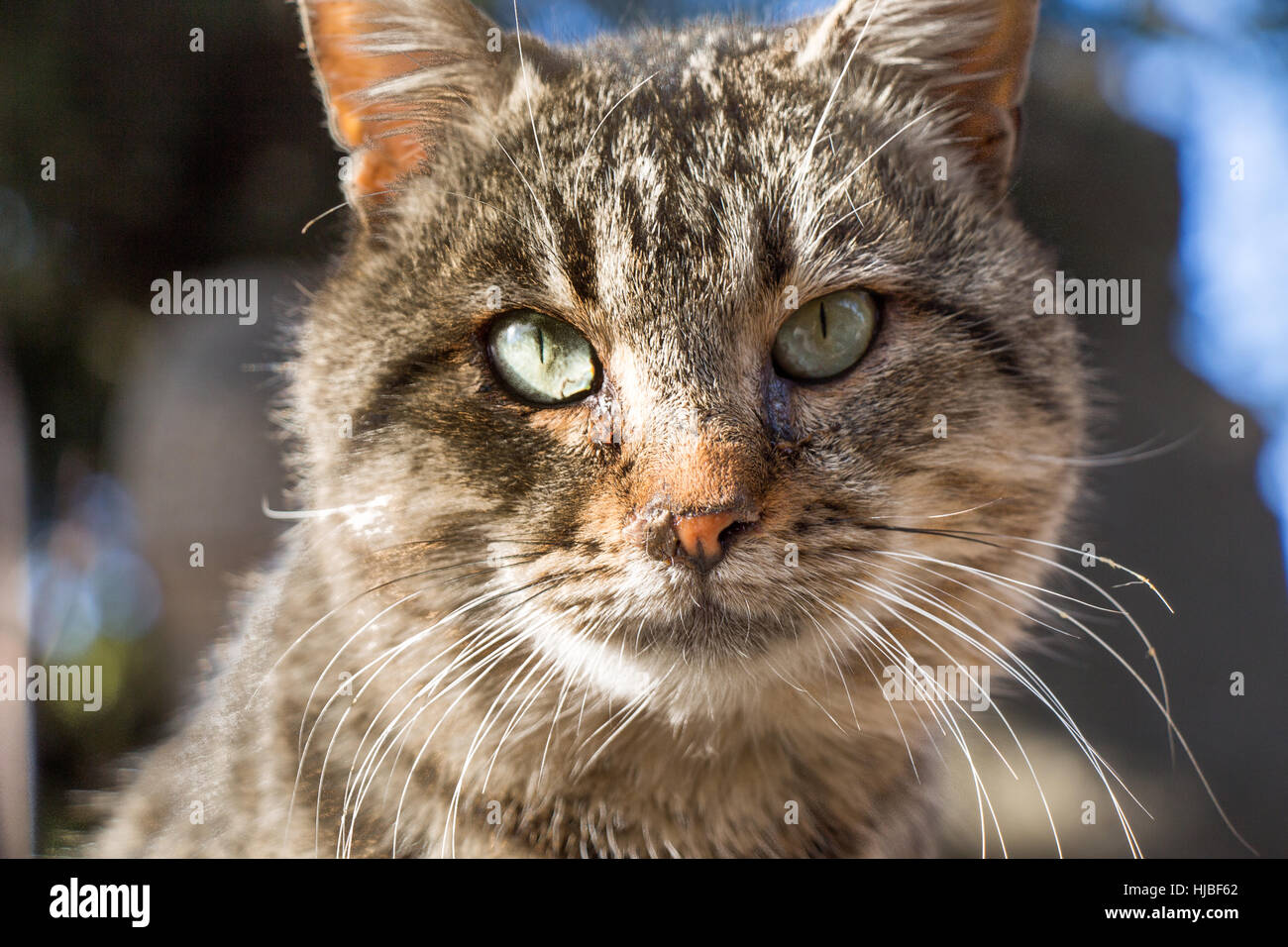 Another portrait of the homeless street cat Stock Photo - Alamy