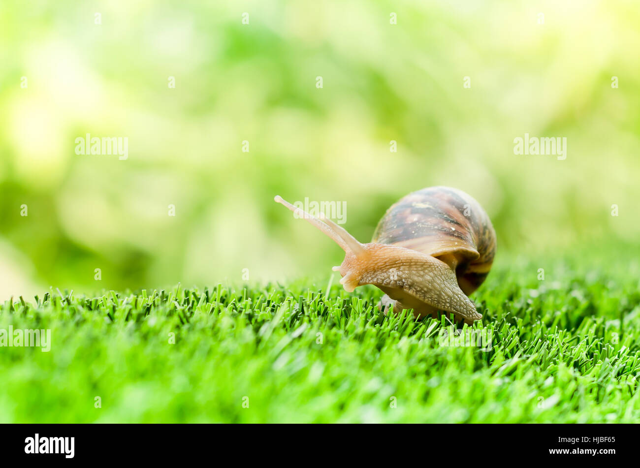 A Snail crawling on green grass in the garden Stock Photo - Alamy