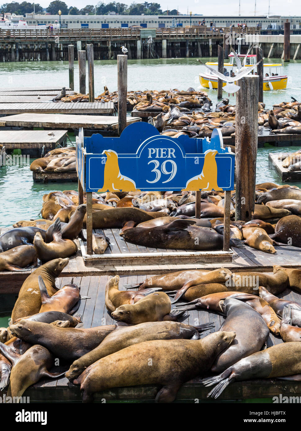 San francisco seals hi-res stock photography and images - Alamy