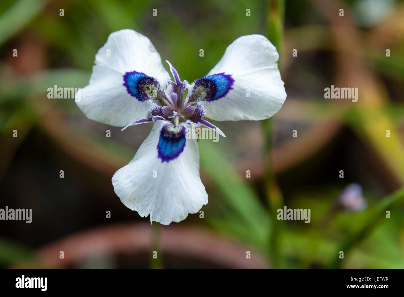 Blouooguintjie hi-res stock photography and images - Alamy