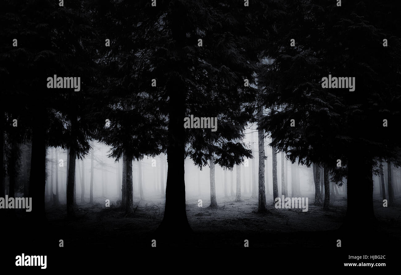 dark and scary forest Stock Photo