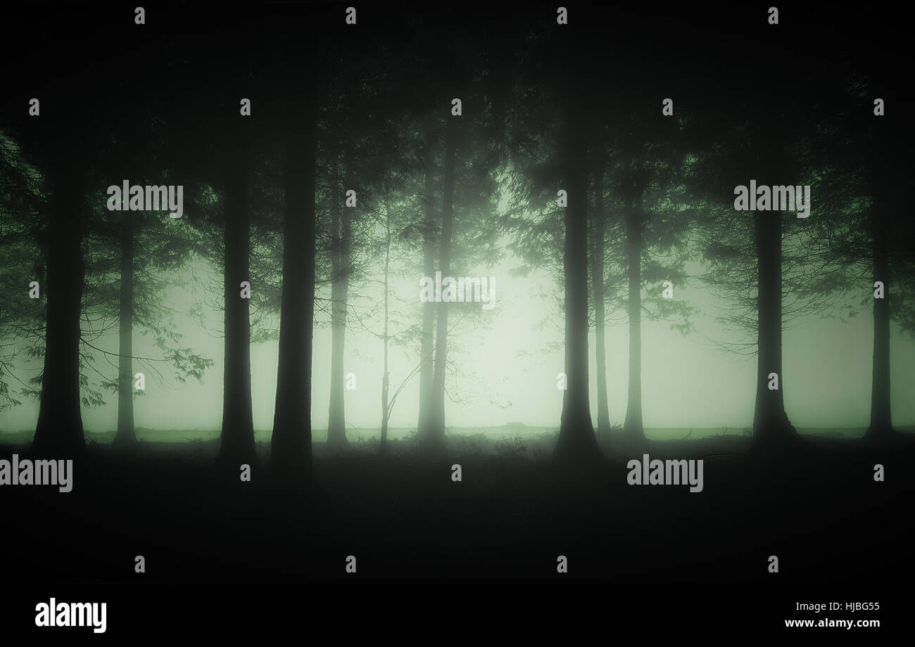 dark and gloomy forest with fog Stock Photo - Alamy