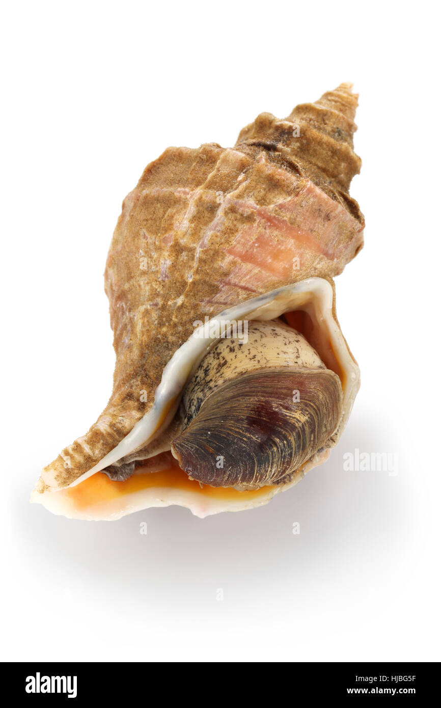 tsubu gai, ezo neptune, japanese whelk, neptunea polycostata scarlato ...