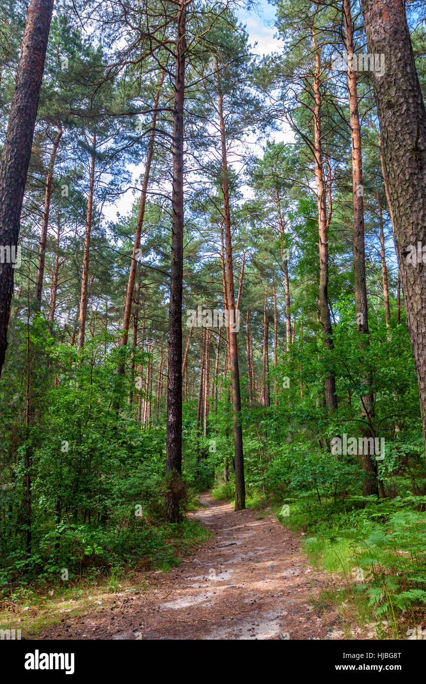 Summer morning in a green forest Stock Photo - Alamy