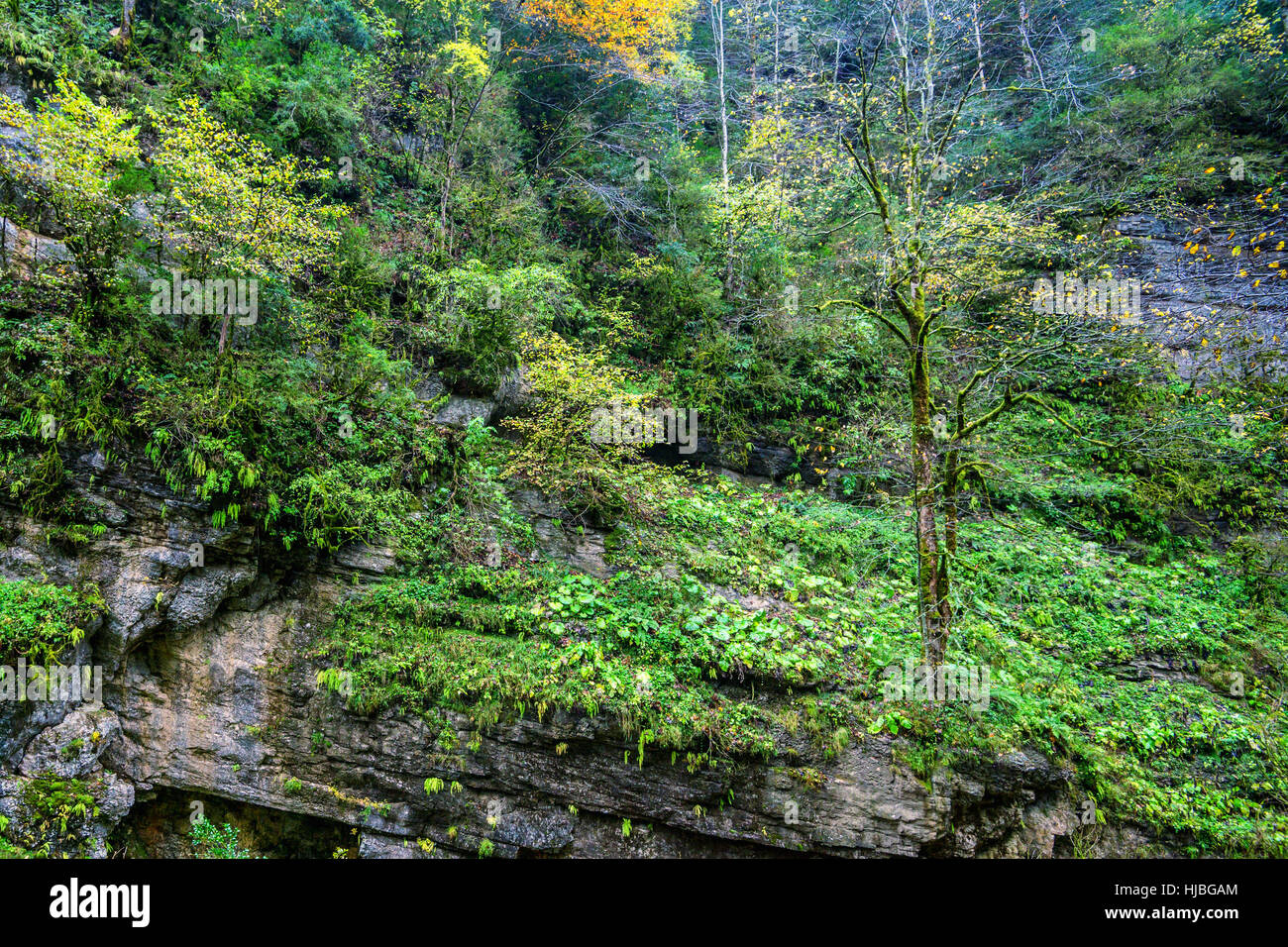 Forest mountain landscapes hi-res stock photography and images - Alamy