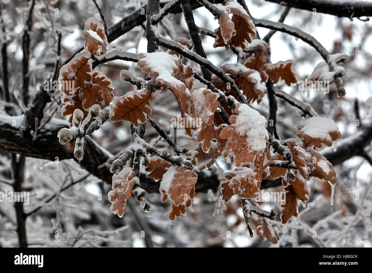 Leaves and branches of trees in winter covered with ice Stock Photo - Alamy