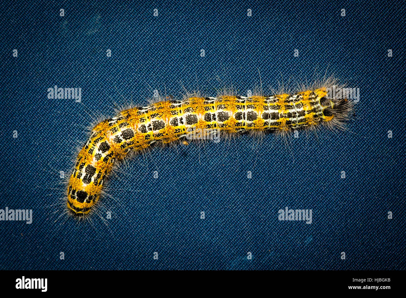 Detailed shot of a caterpillar Stock Photo - Alamy
