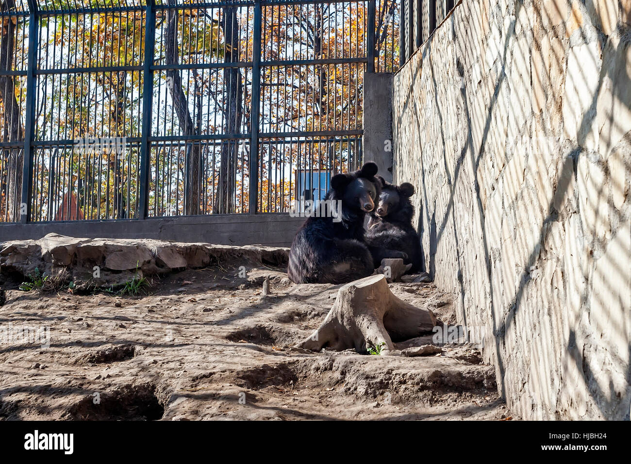 Tibetan Bears behind fence in cage, ZOO Bor, Serbia, photo taken 24.10.2013  Stock Photo - Alamy