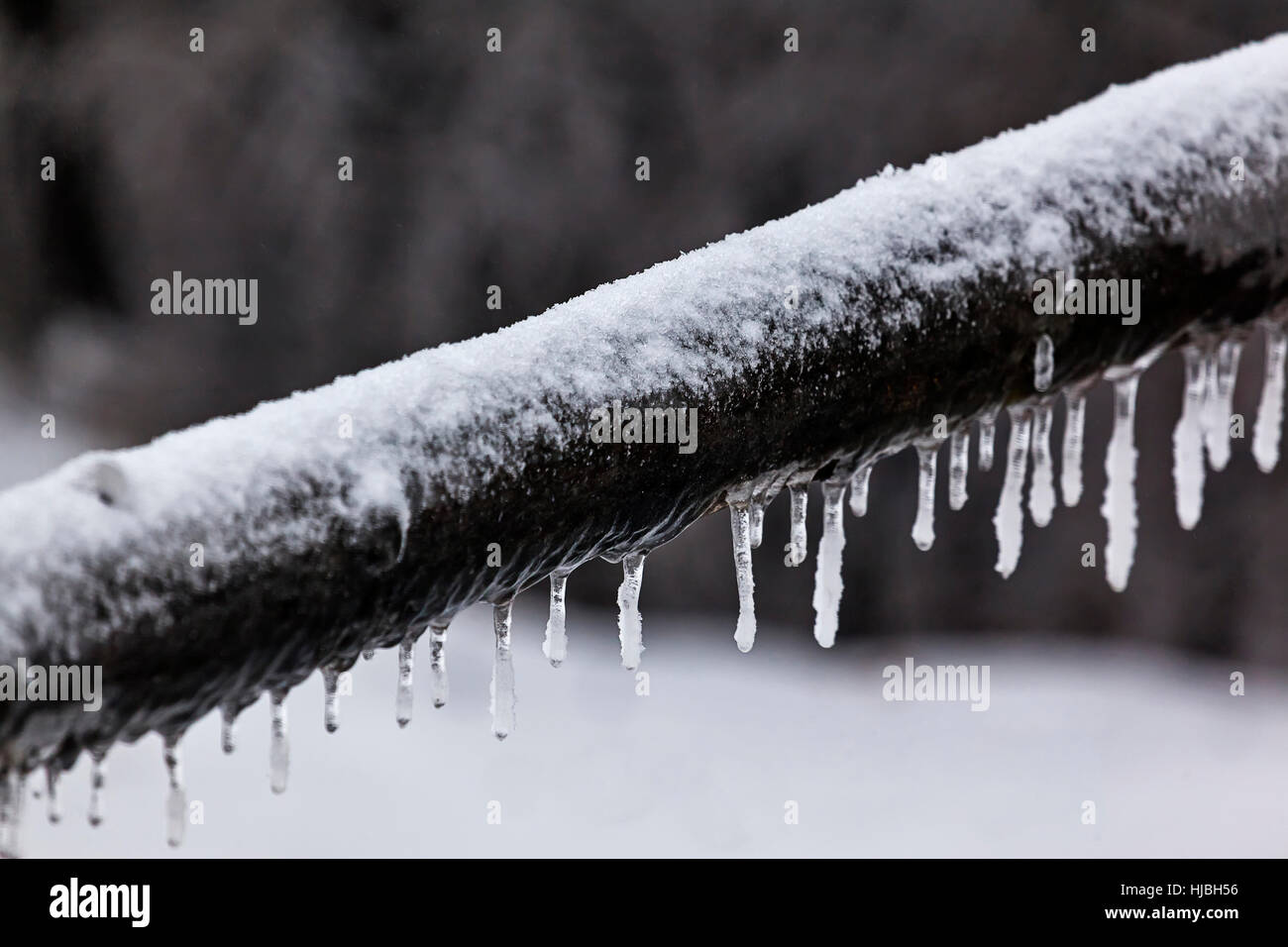 Leaves and branches of trees in winter covered with ice Stock Photo - Alamy