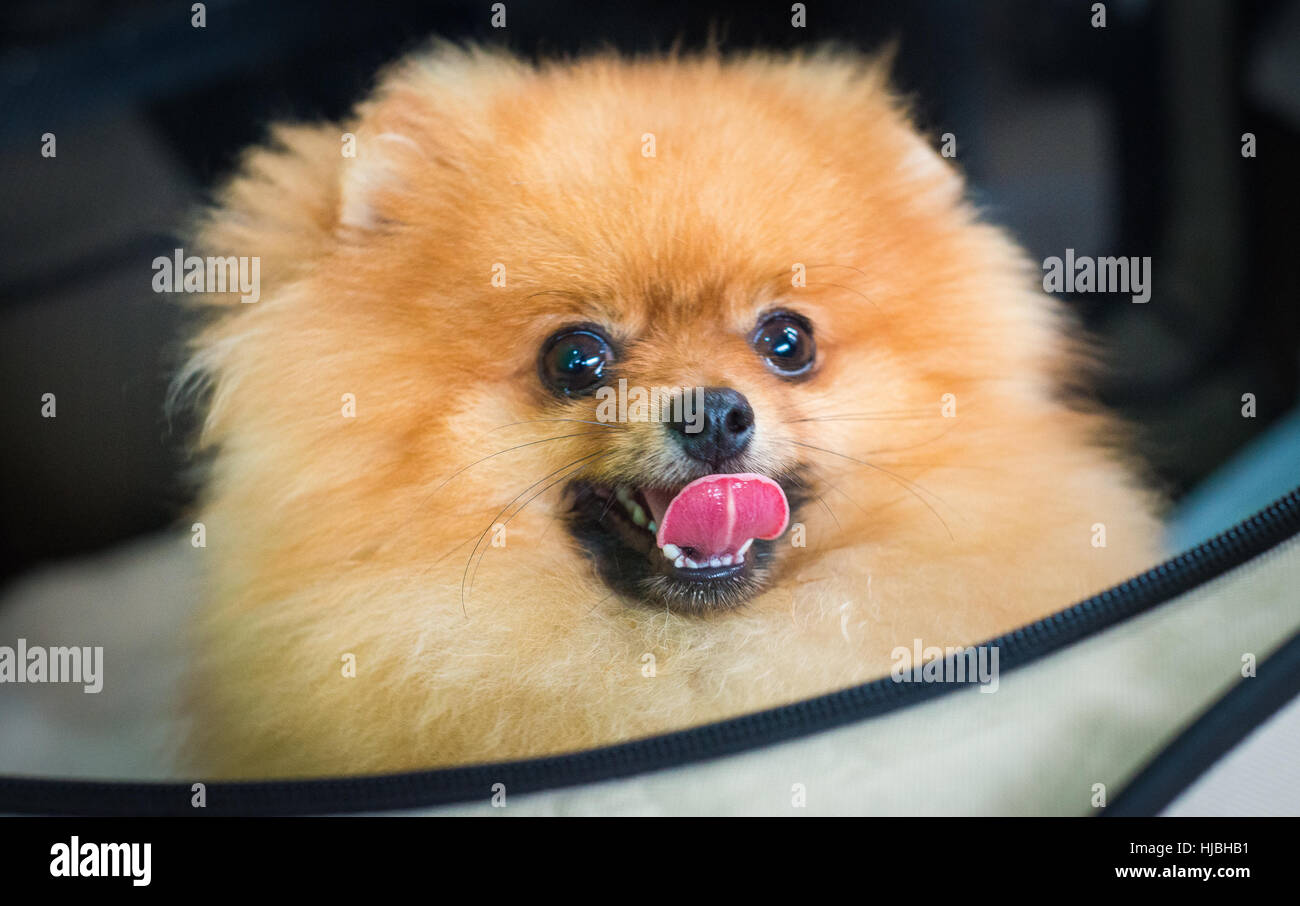 Closeup face Pomeranian dog. Smiling brown Pomeranian dog.  Brown Pomeranian dog. Stock Photo