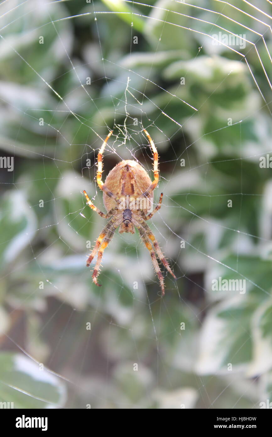 garden spider on web Stock Photo - Alamy