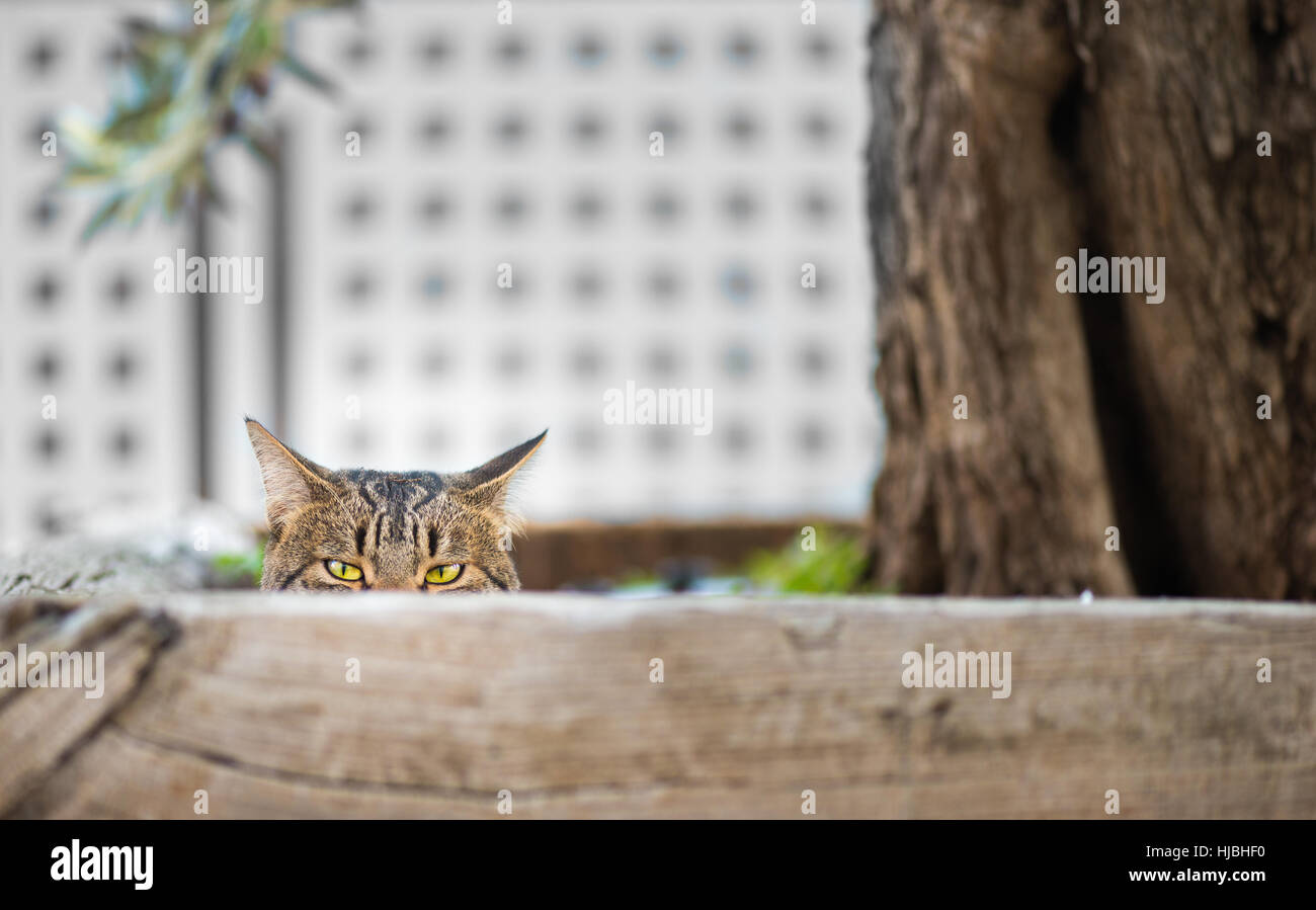 Cat hidden behind a fence looking at camera Stock Photo