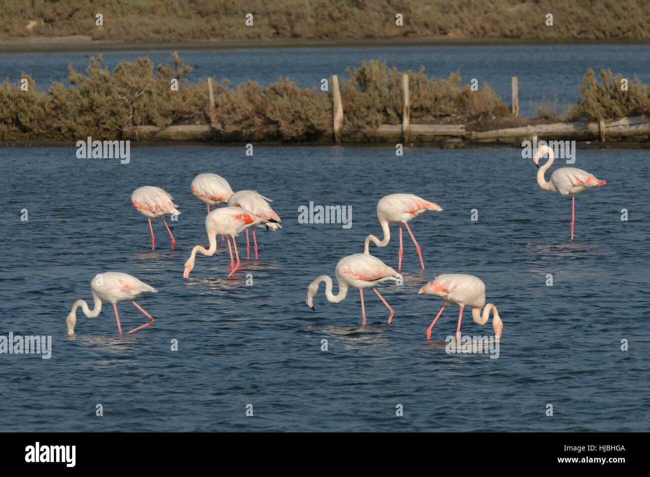 Flock of greater flamingos (Phoenicopterus ruber) wintering on Israel’s Mediterranean coast. November. Stock Photo