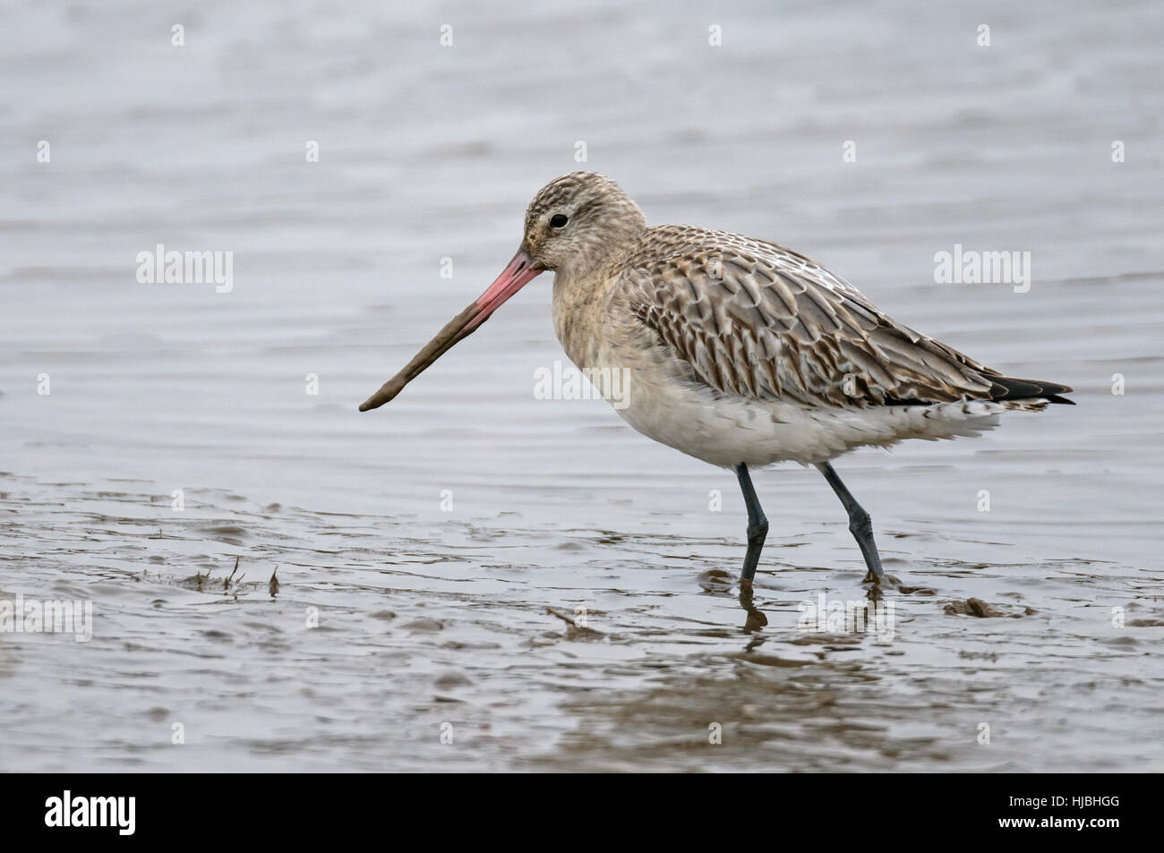 Bar-tailed godwit (Limosa lapponica) in winter plumage, feeding in estuary creek. Norfolk. February. Stock Photo