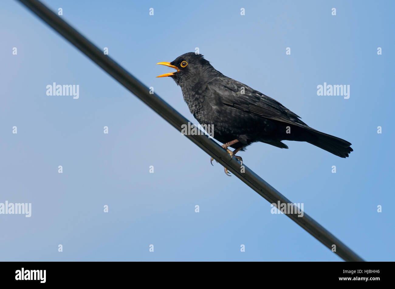 Blackbird (Turdus merula) adult male singing from perch on overhead cables. Camridgeshire, England. April. Stock Photo
