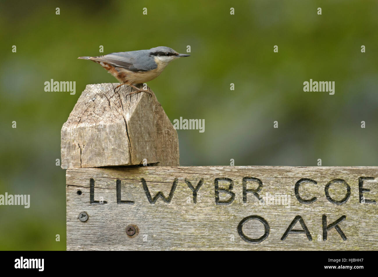 Nuthatch (Sitta europaea) perched on signpost in oak woodland nature reserve. Gilfach, Radnorshire, Wales. May. Stock Photo