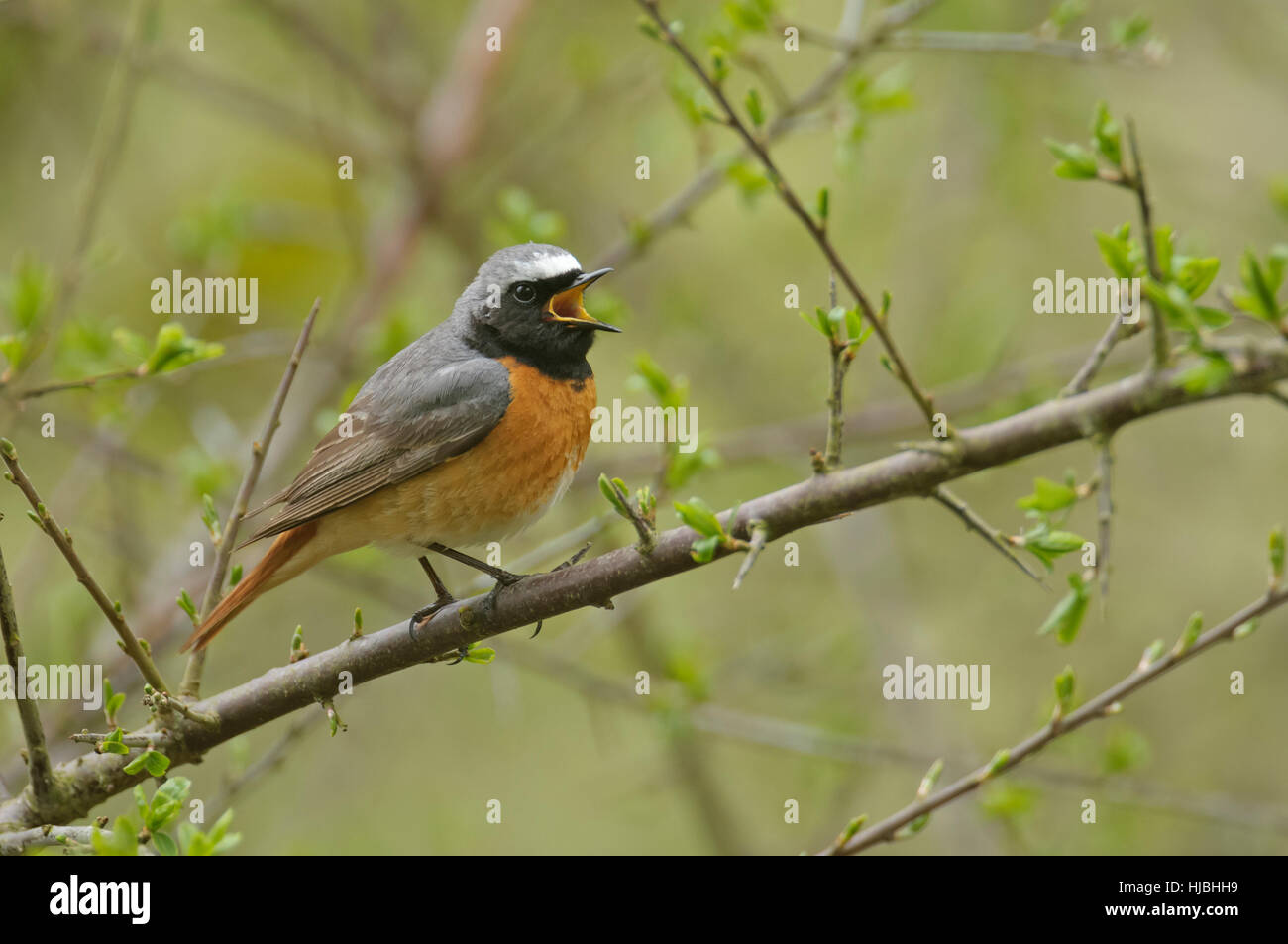 Common redstart (Phoenicurus phoenicurus) adult male in spring plumage, singing in woodland. Wales. May. Stock Photo