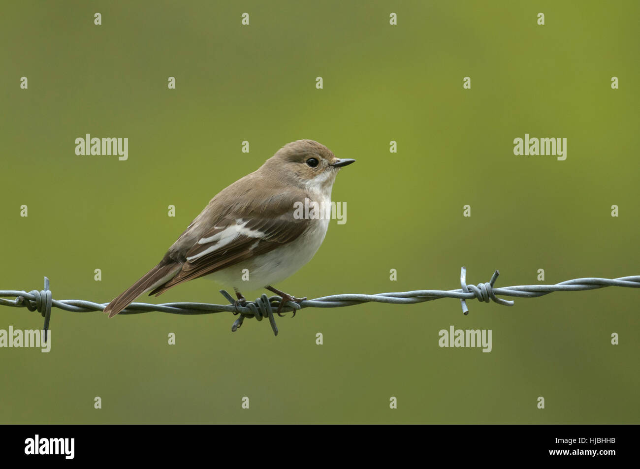 Pied flycatcher (Ficedula hypoleuca) adult female perched on barbed wire. Wales. May. Stock Photo