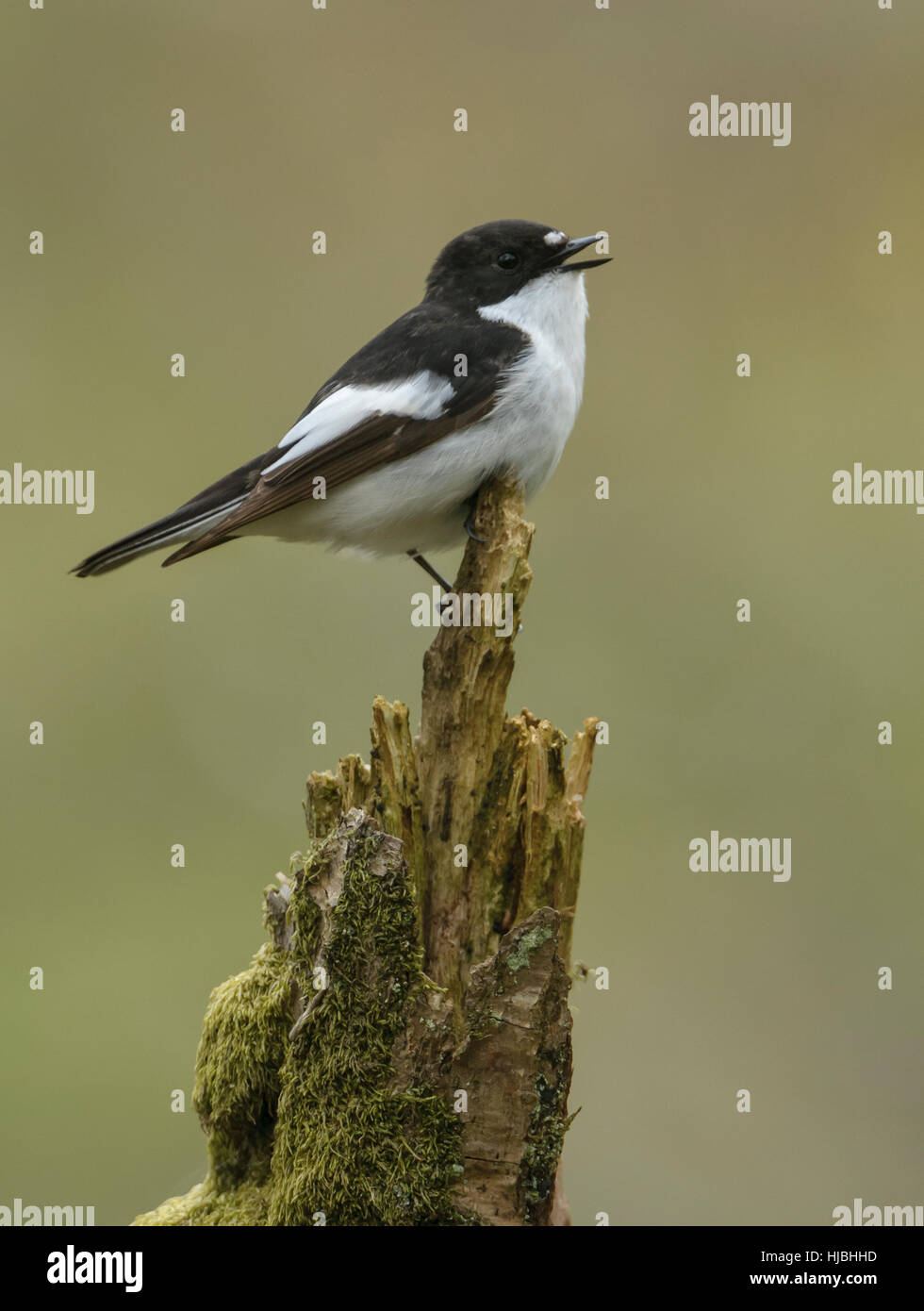 Pied flycatcher (Ficedula hypoleuca) adult male in spring plumage singing in oak woodland. Wales. May. Stock Photo