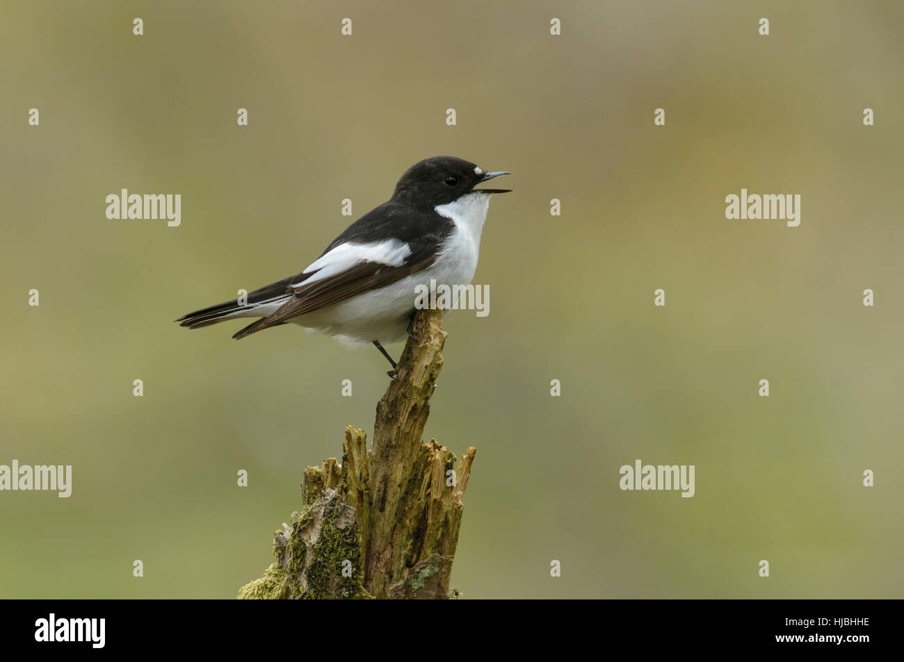 Pied flycatcher (Ficedula hypoleuca) adult male in spring plumage singing in oak woodland. Wales. May. Stock Photo