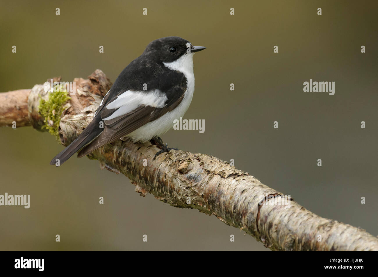Pied flycatcher (Ficedula hypoleuca) adult male in spring plumage perched in oak woodland. Wales. May. Stock Photo