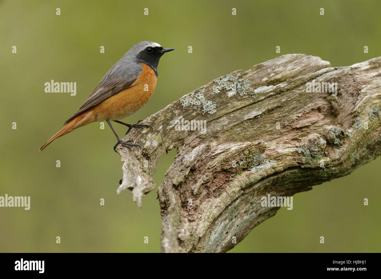 Common redstart (Phoenicurus phoenicurus) adult male in spring plumage, perched in oak woodland. Wales. May. Stock Photo