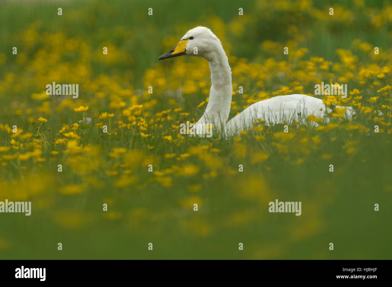 Whooper swan adult ashore among meadow buttercups. Shetland Isles. June. Stock Photo