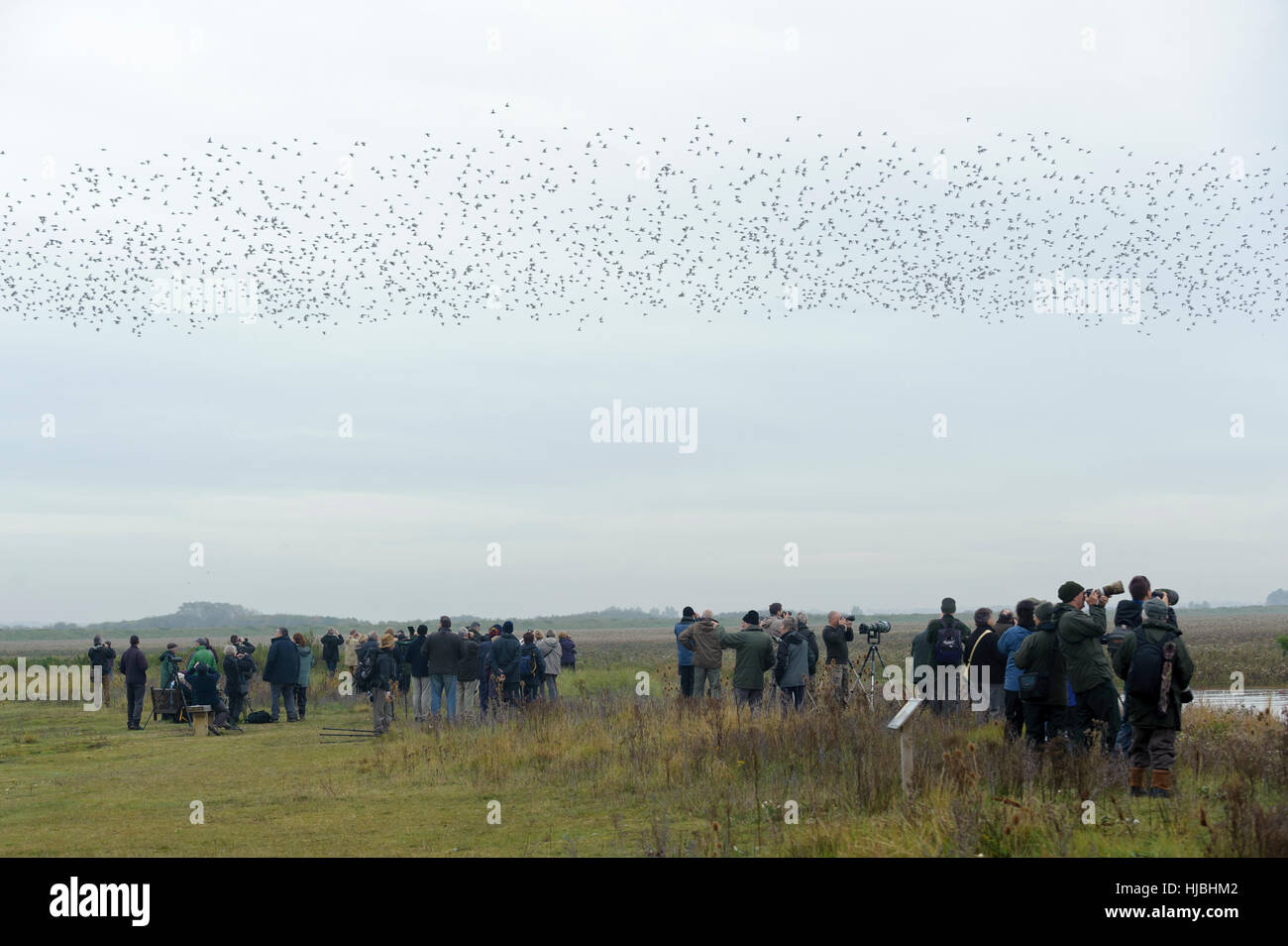 Crowd of birdwatchers and photographers watching flocks of red knot (Calidris canutus), going to high tide roost at Snettisham. Stock Photo