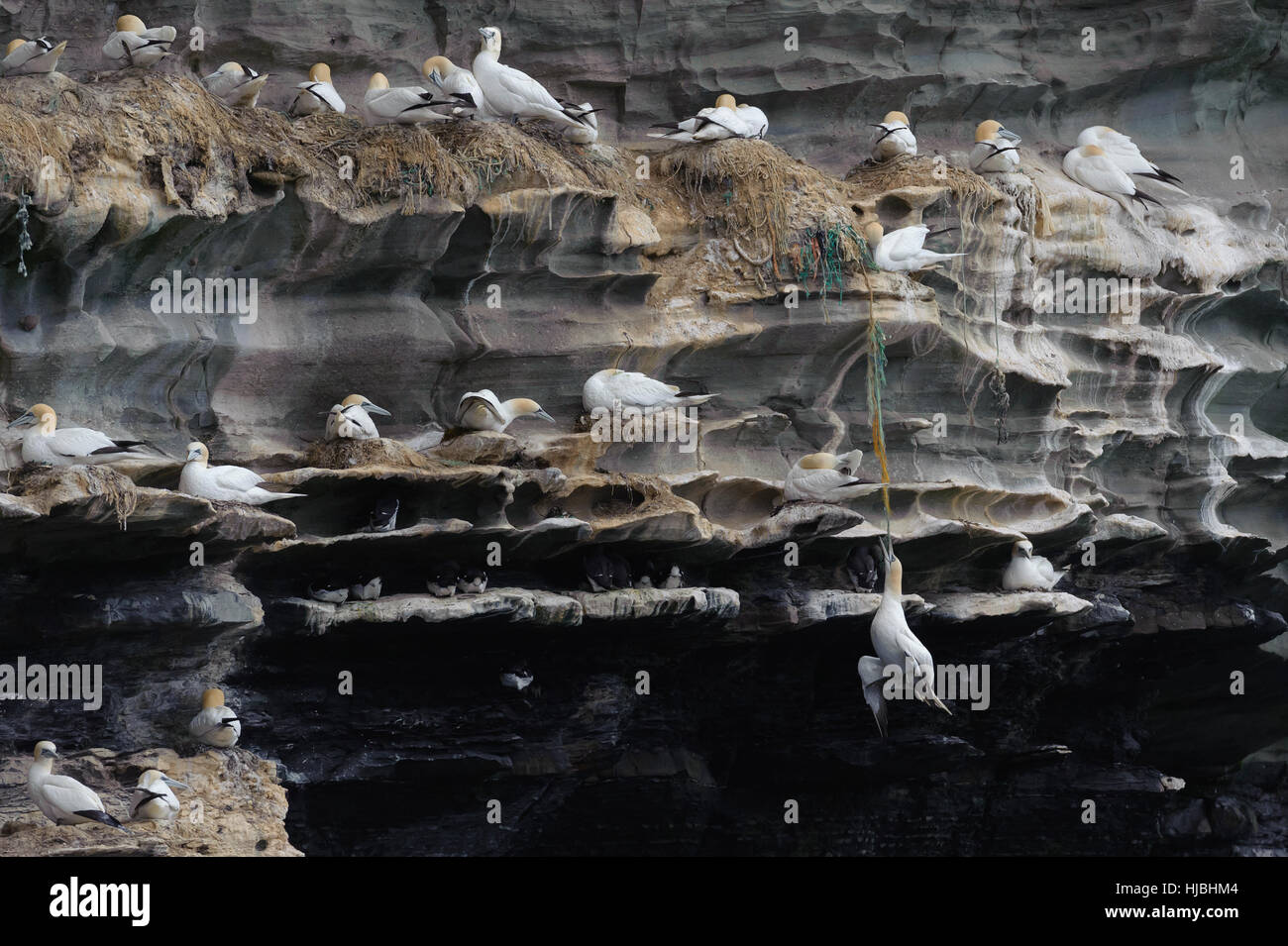 Northern gannet (Morus bassanus) adult entangled in polypropylene line and hanging from cliff ledge, struggling to escape. Stock Photo