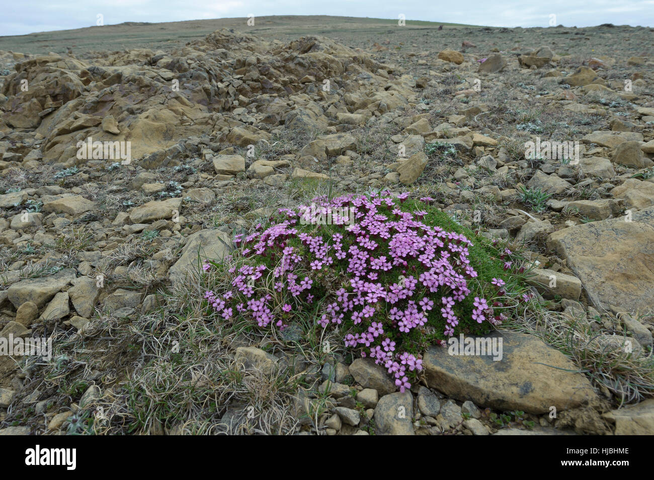 Moss campion (Silene acaulis) in flower at the Keen of Hamar National Nature Reserve, isle of Unst, Shetland. June 2013. Stock Photo