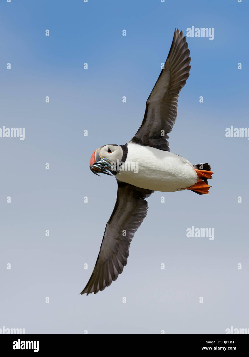 Atlantic puffin (Fratercula arctica) adult in flight with bill full of sandeels. Northumberland. July. Stock Photo
