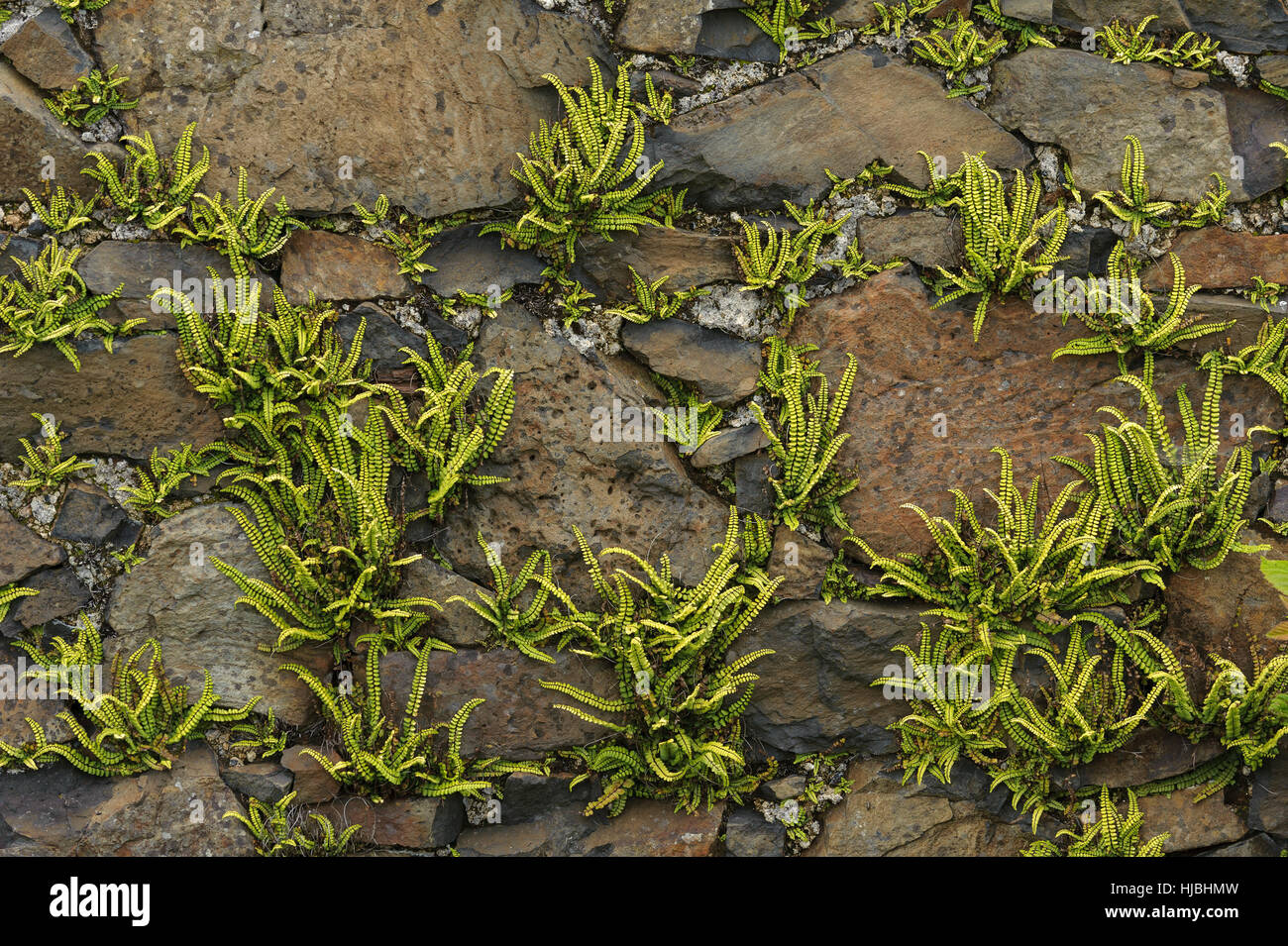 Maidenhair spleenwort (Asplenium trichomanes) fern growing on dry stone wall. Isle of Canna, Scotland. Stock Photo