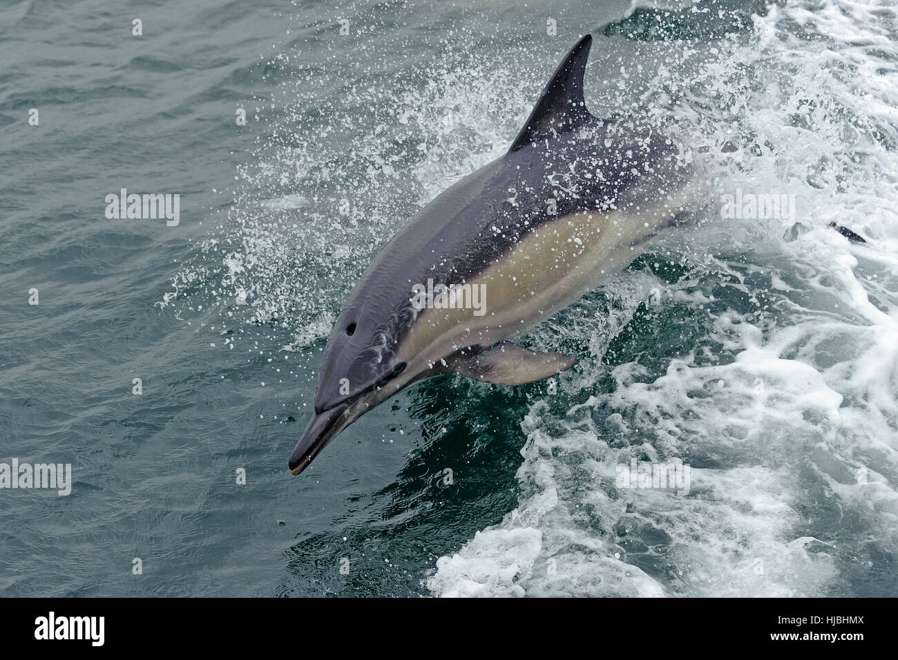 Short-beaked common dolphin (Delphinus delphis) bow-riding alongside ship. Inner Hebrides, Scotland. July 2013. Stock Photo