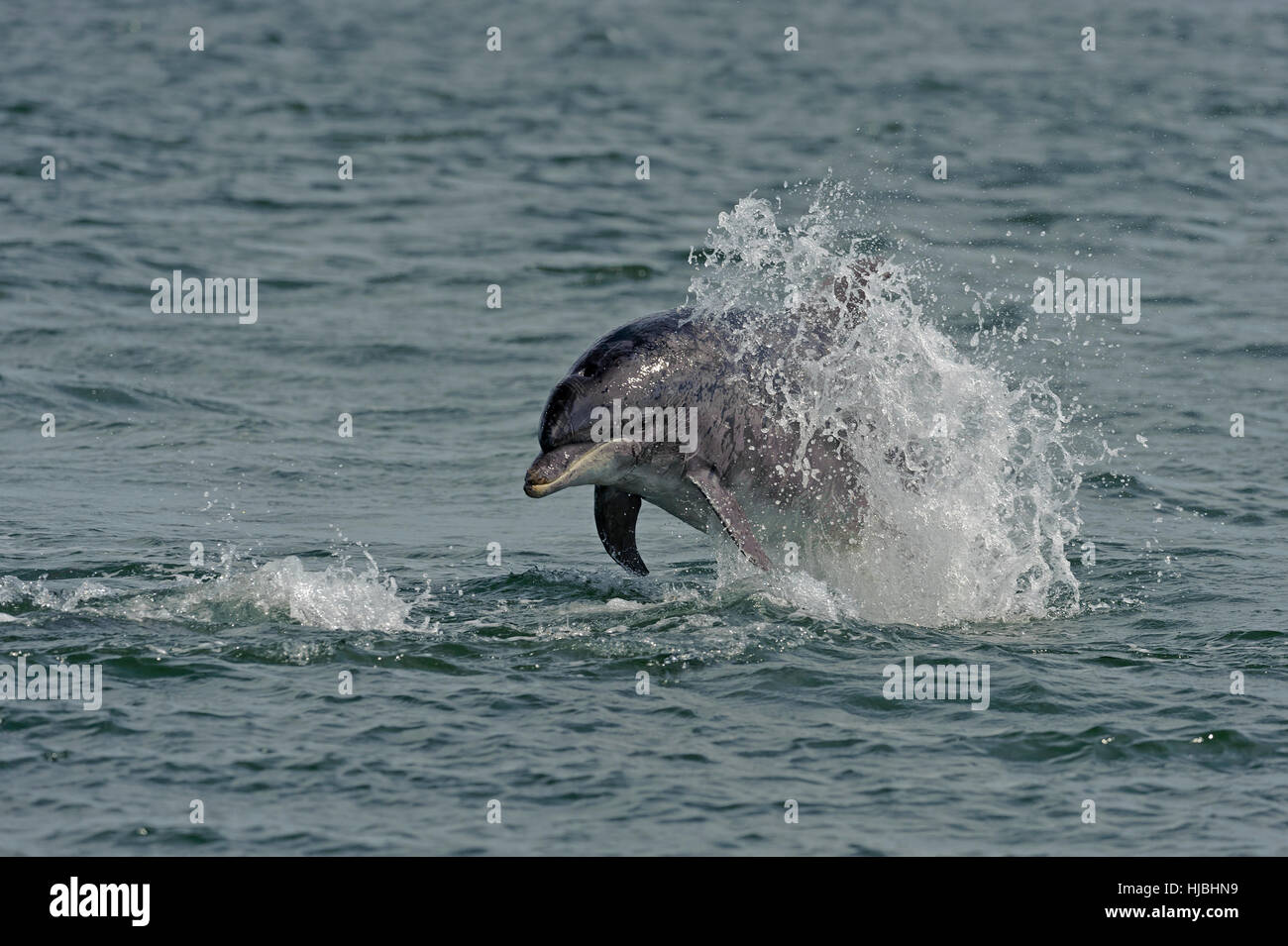Bottlenose dolphin (Tursiops truncatus) breaching. Moray Firth, Scotland. July 2013. Stock Photo